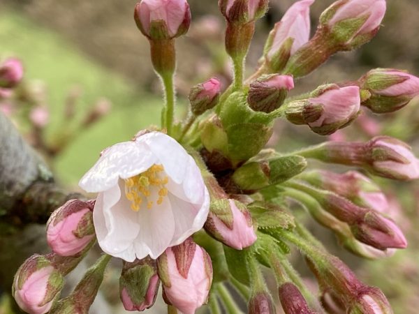 A pink flower with pink buds.