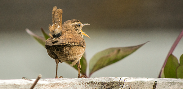 A small bird on a fence