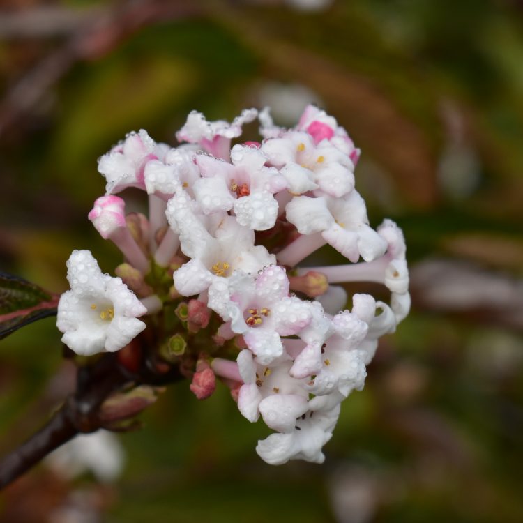 CUBG Friends membership offer for members of the Wildlife Trust BCN