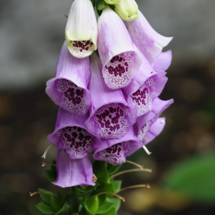 ONLINE COURSE Poisonous perennials, toxic trees and wicked weeds