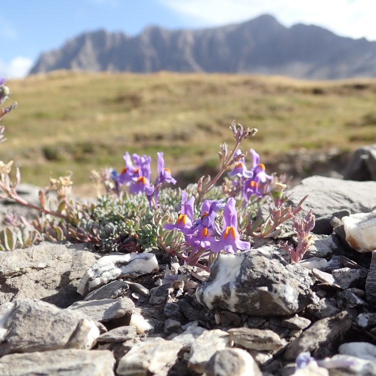 Seeds from the Swiss Alps (2019)