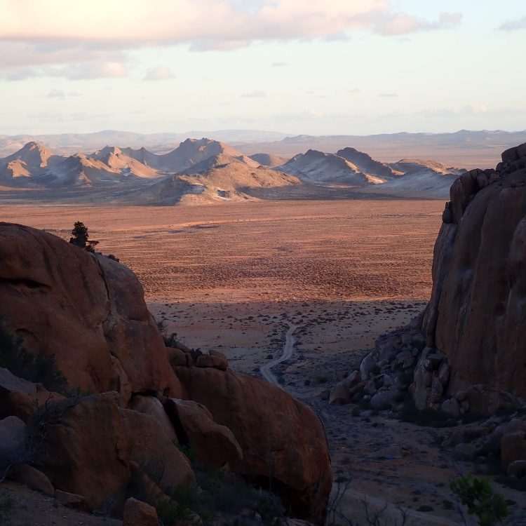 Succulents from the Richtersveld (2018)
