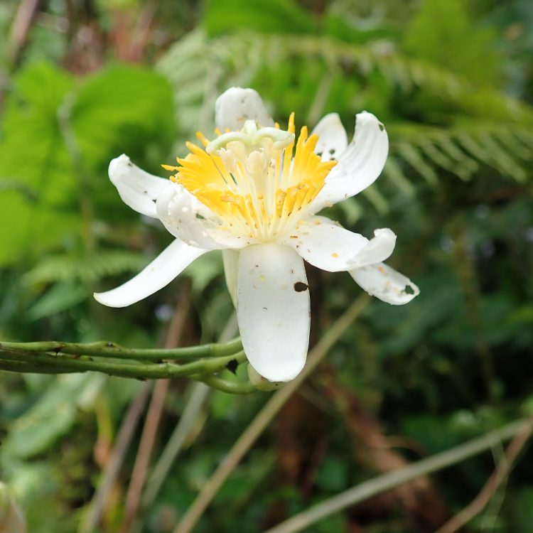 Colombian Passion Flowers (2018)