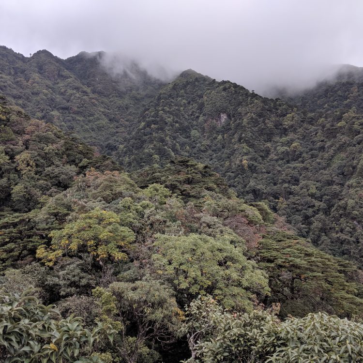 Trees from subtropical Vietnam (2019)