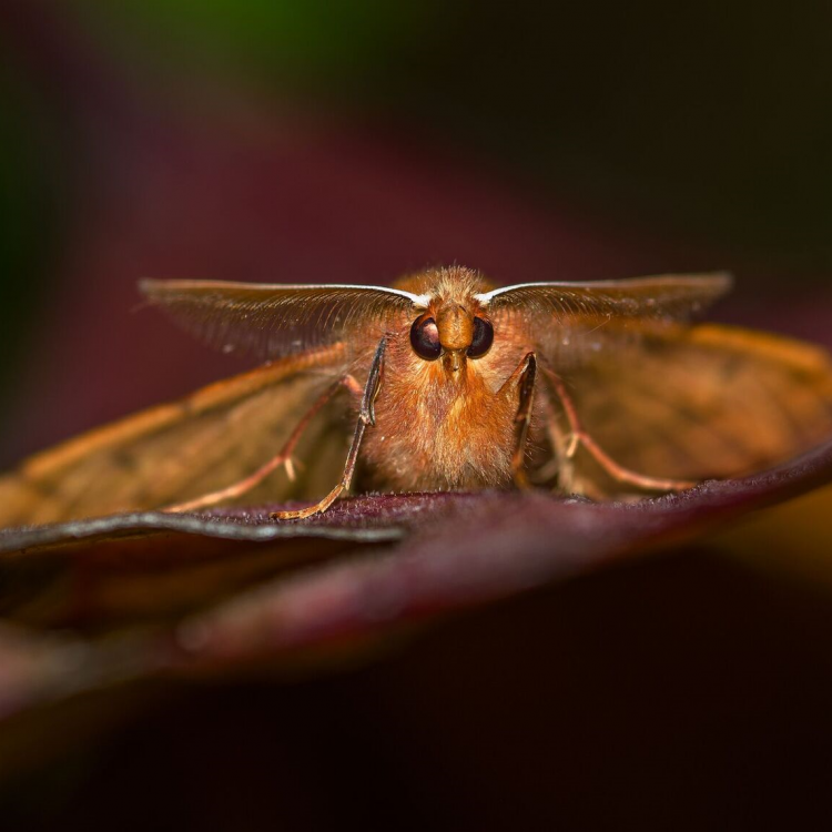 ONLINE COURSE Making the most of your garden wildlife sightings