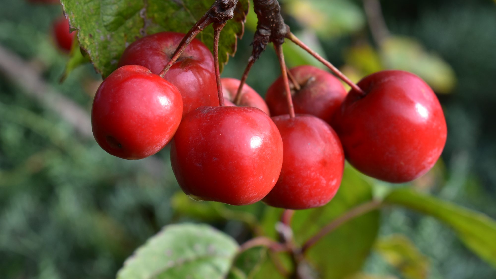 malus x robusta red sentinel tree