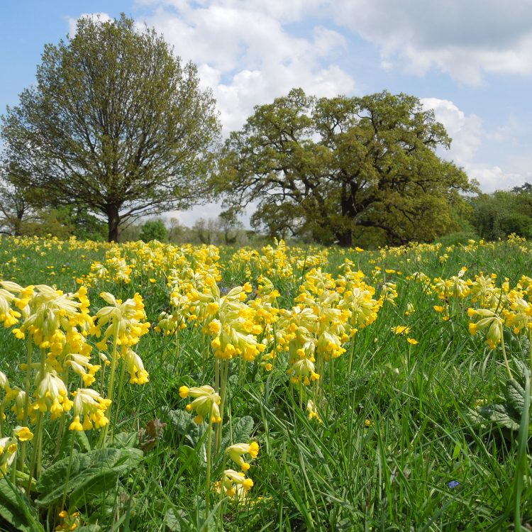 The Wildlife Trust BCN Membership Offer for CUBG Friends