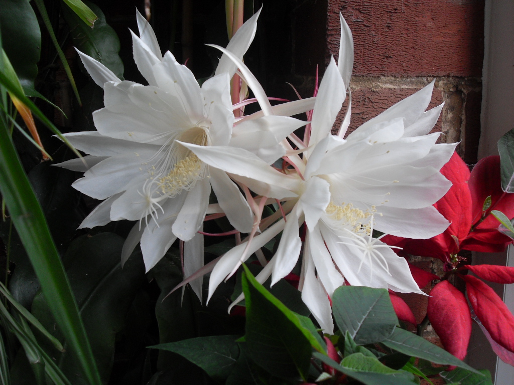 Is My Moonflower The Same As Your Moonflower Cambridge Botanic Garden