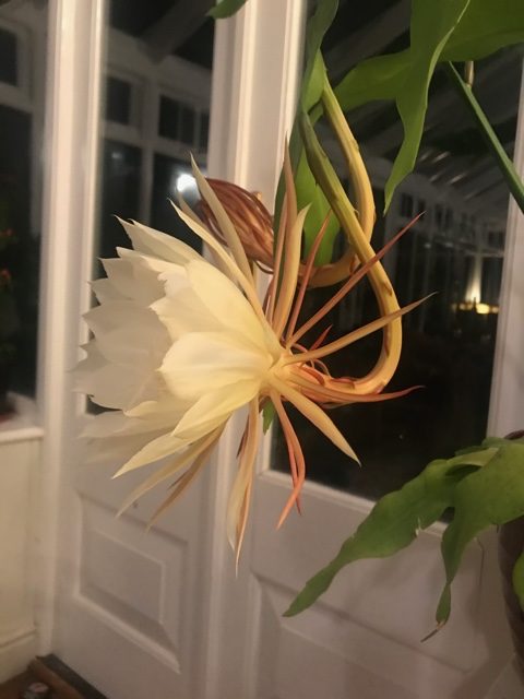 Is My Moonflower The Same As Your Moonflower Cambridge Botanic Garden