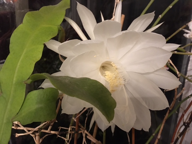 Is My Moonflower The Same As Your Moonflower Cambridge Botanic Garden