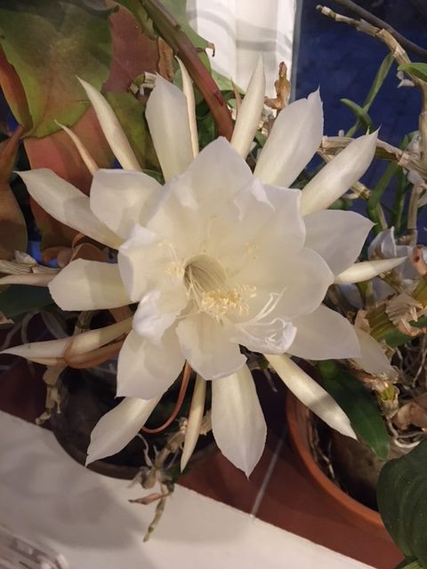 Is My Moonflower The Same As Your Moonflower Cambridge Botanic Garden