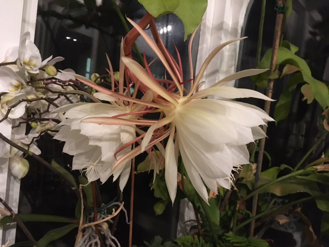 Is My Moonflower The Same As Your Moonflower Cambridge Botanic Garden