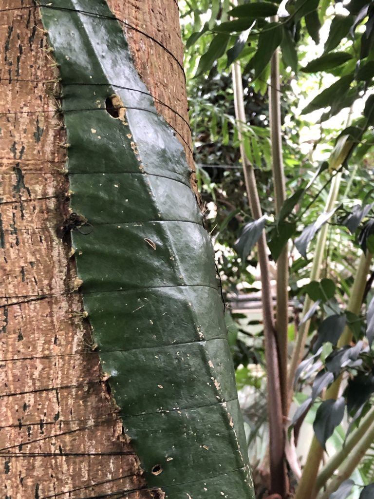 Rare Cactus From The Amazon Rainforest To Flower For The First Time In The Uk At Cubg For 12 Hours Only Cambridge Botanic Garden