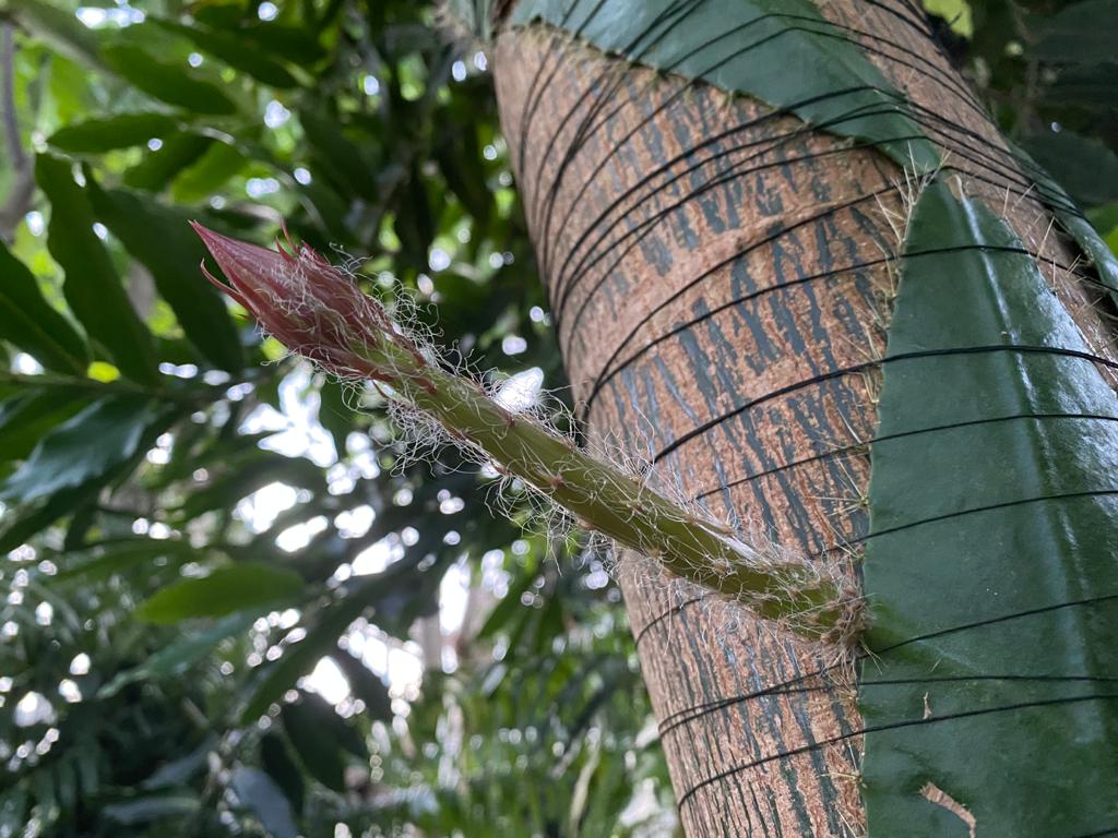 Rare Cactus From The Amazon Rainforest To Flower For The First Time In The Uk At Cubg For 12 Hours Only Cambridge Botanic Garden